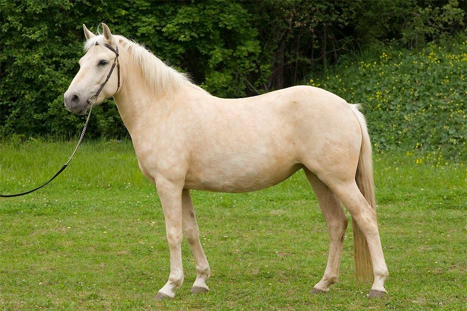 Antud rendile: Eesti hobune – Aura