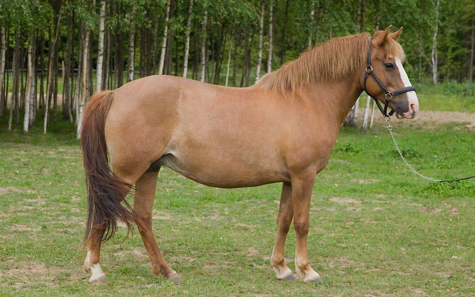 Eesti hobune – Ruupia 4141E