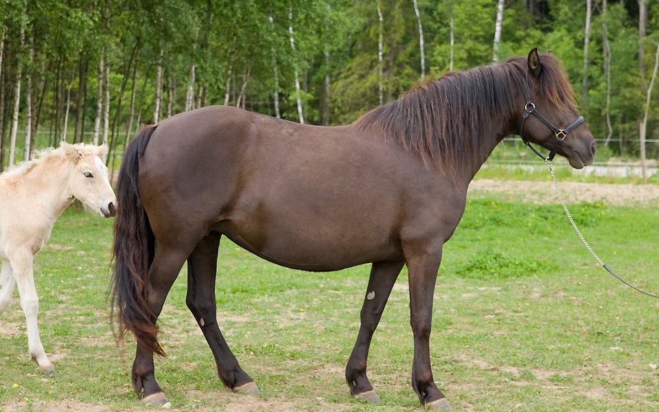 Eesti hobune – Rani 4405E