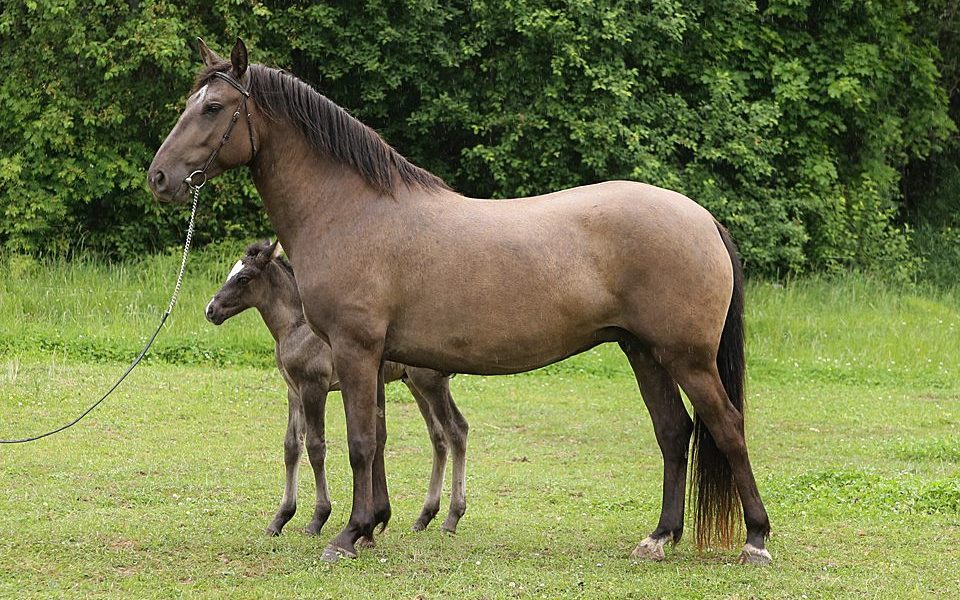 Eesti hobune – Alma 4299E