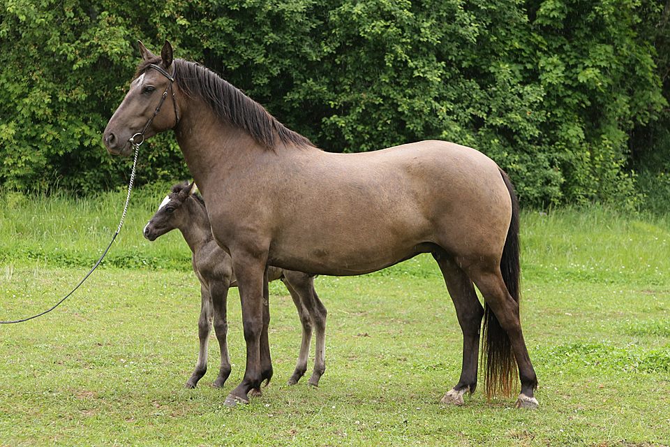 Eesti hobune – Alma 4299E