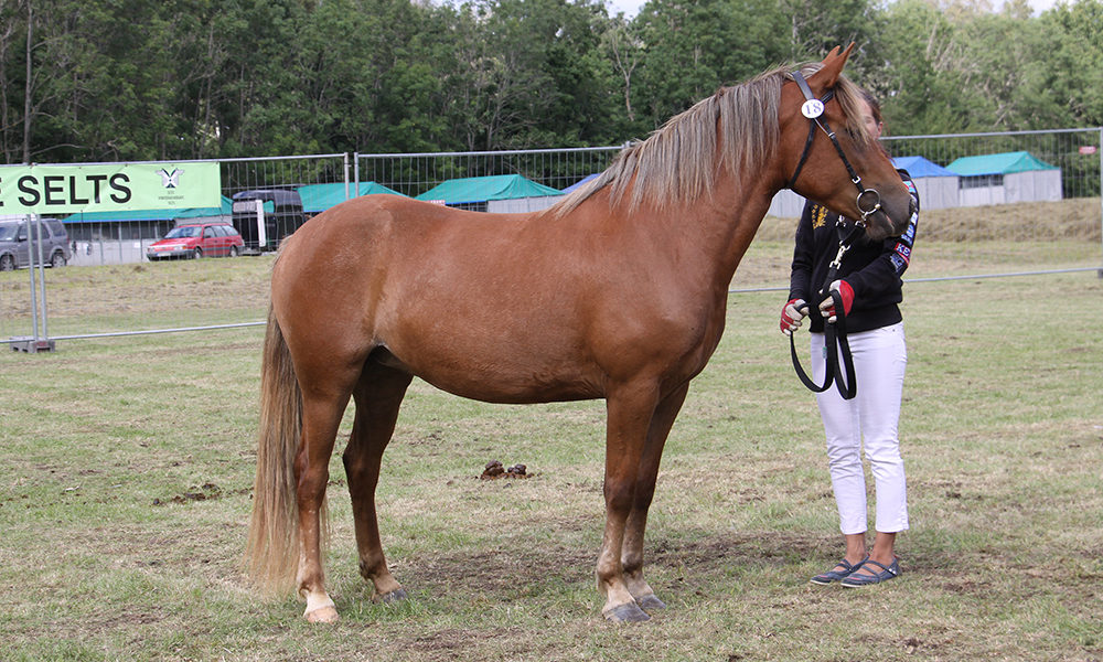 Eesti hobune – Tiivi 4300E