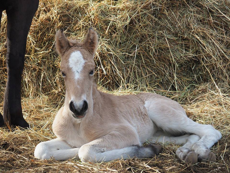 Kas ja kuidas osta hobust