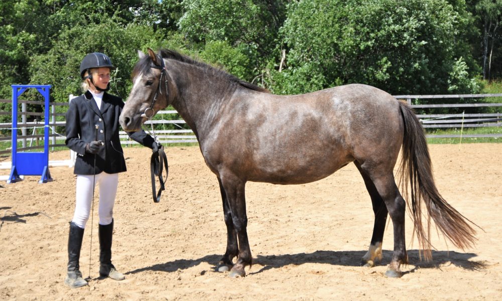 Eesti hobune – Leiki 4556 E