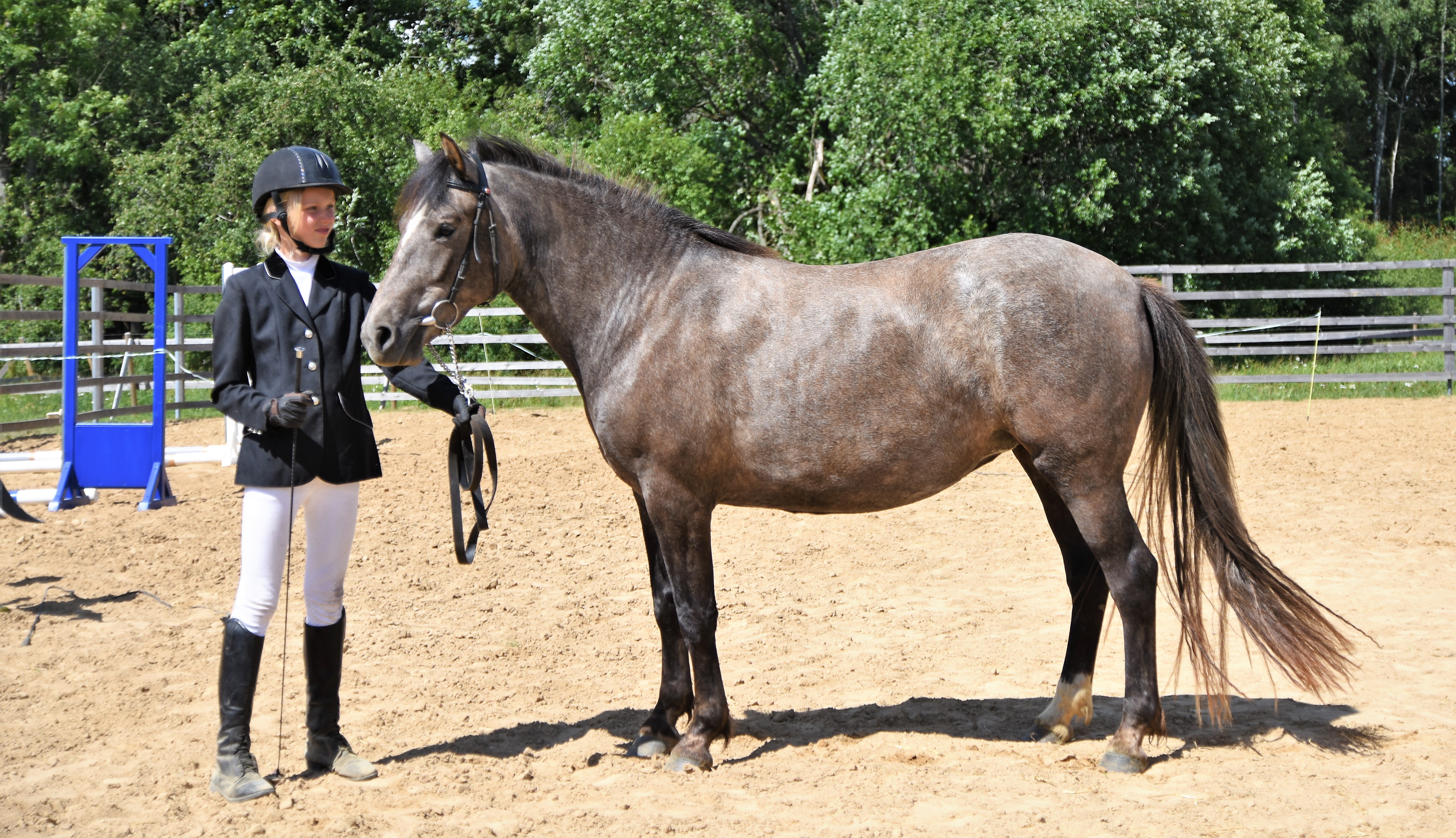 Eesti hobune – Leiki 4556 E