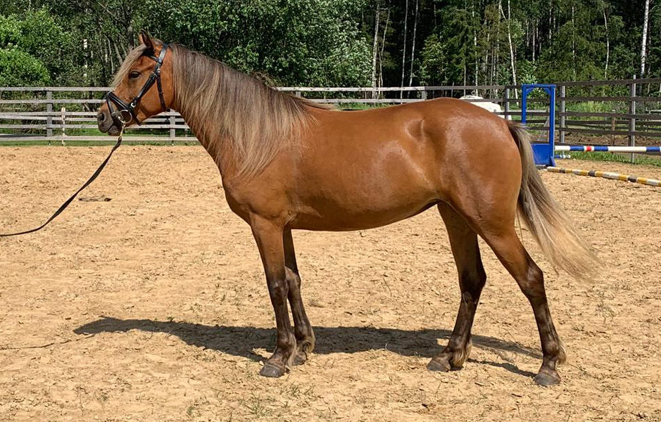 Eesti hobune – Rita 4544 E