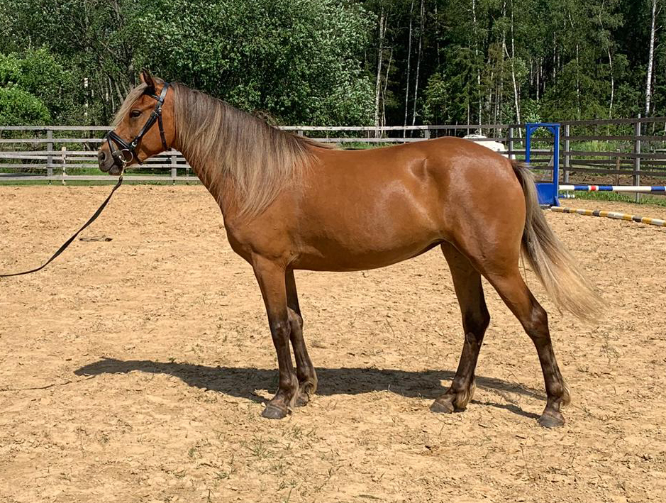 Eesti hobune – Rita 4544 E