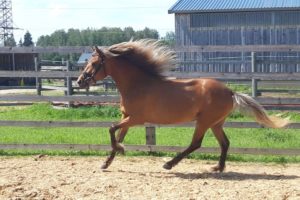 Eesti hobune Rita (2019)