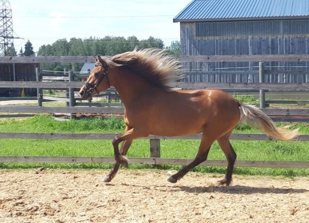 Eesti hobune Rita (2019)