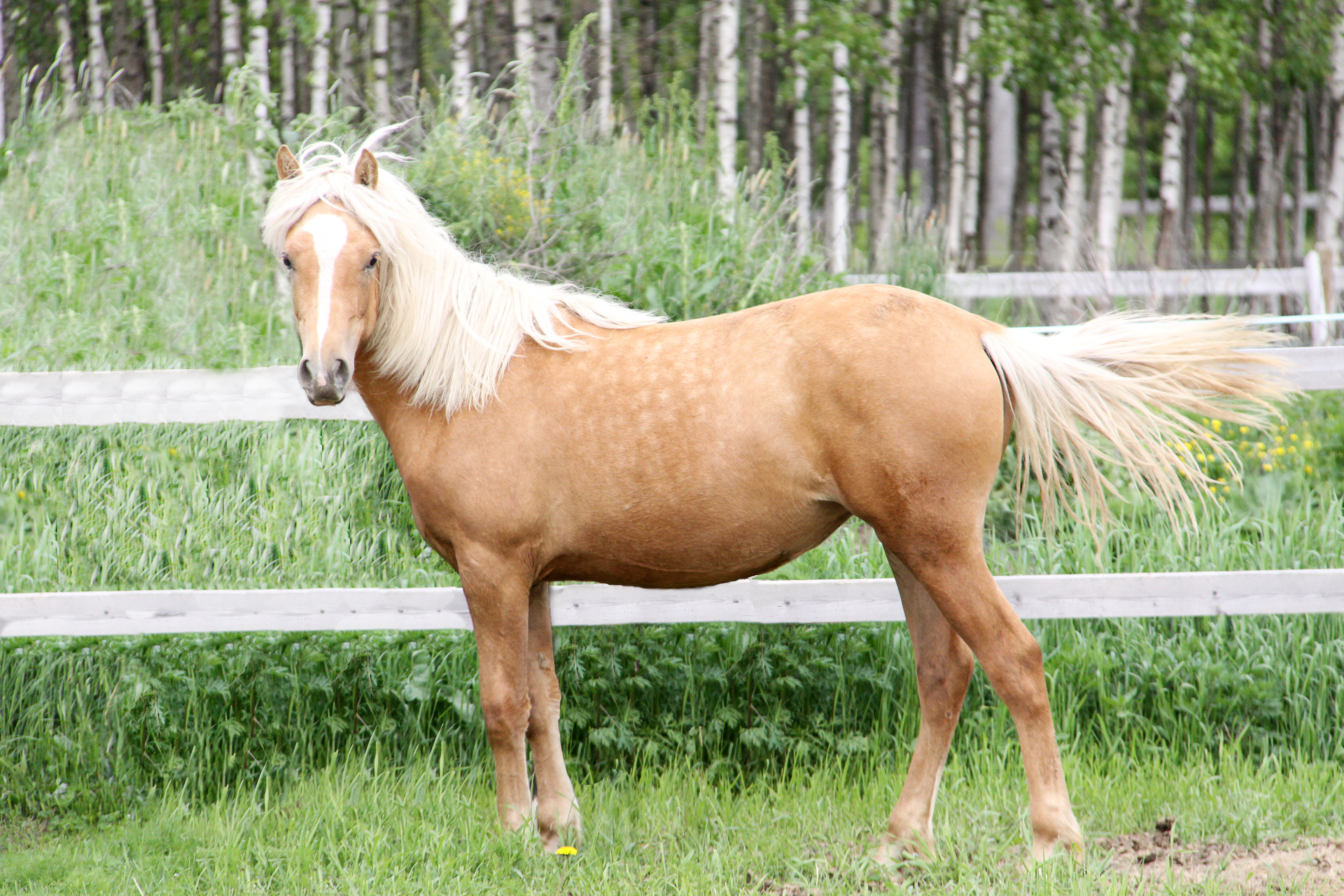 Eesti hobune – Tessera – müüdud