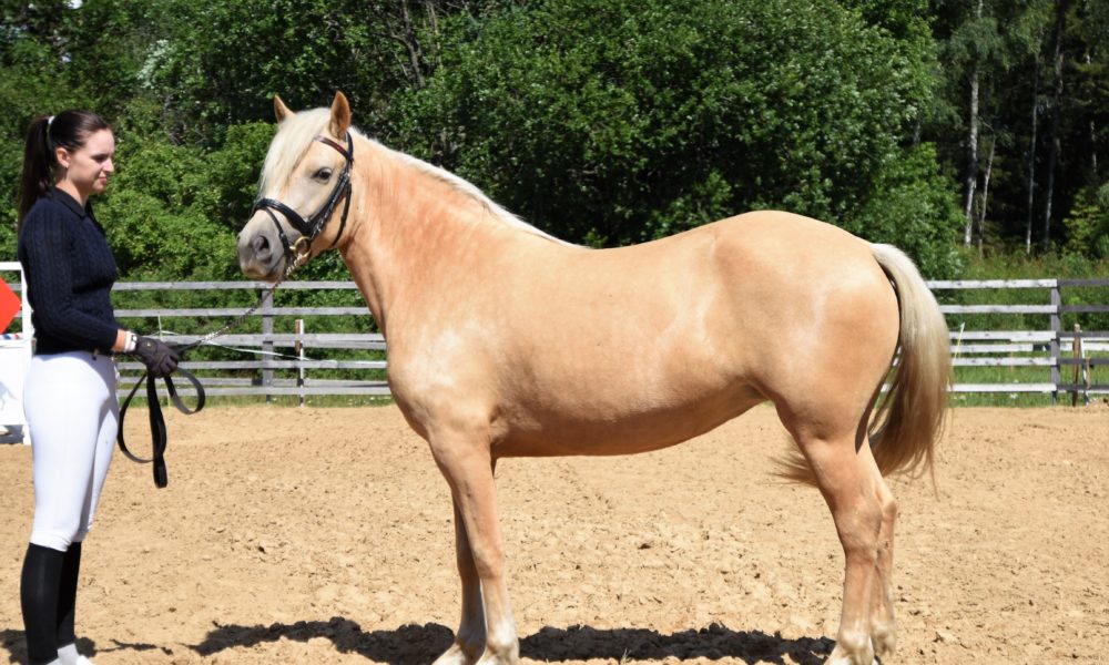 Eesti hobune – Tihvani – müüdud