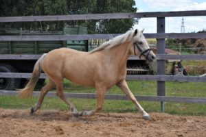 Eesti hobune Tihvani 3 aastane (2018)