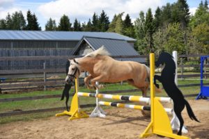 Eesti hobune Tihvani 3 aastane (2018)