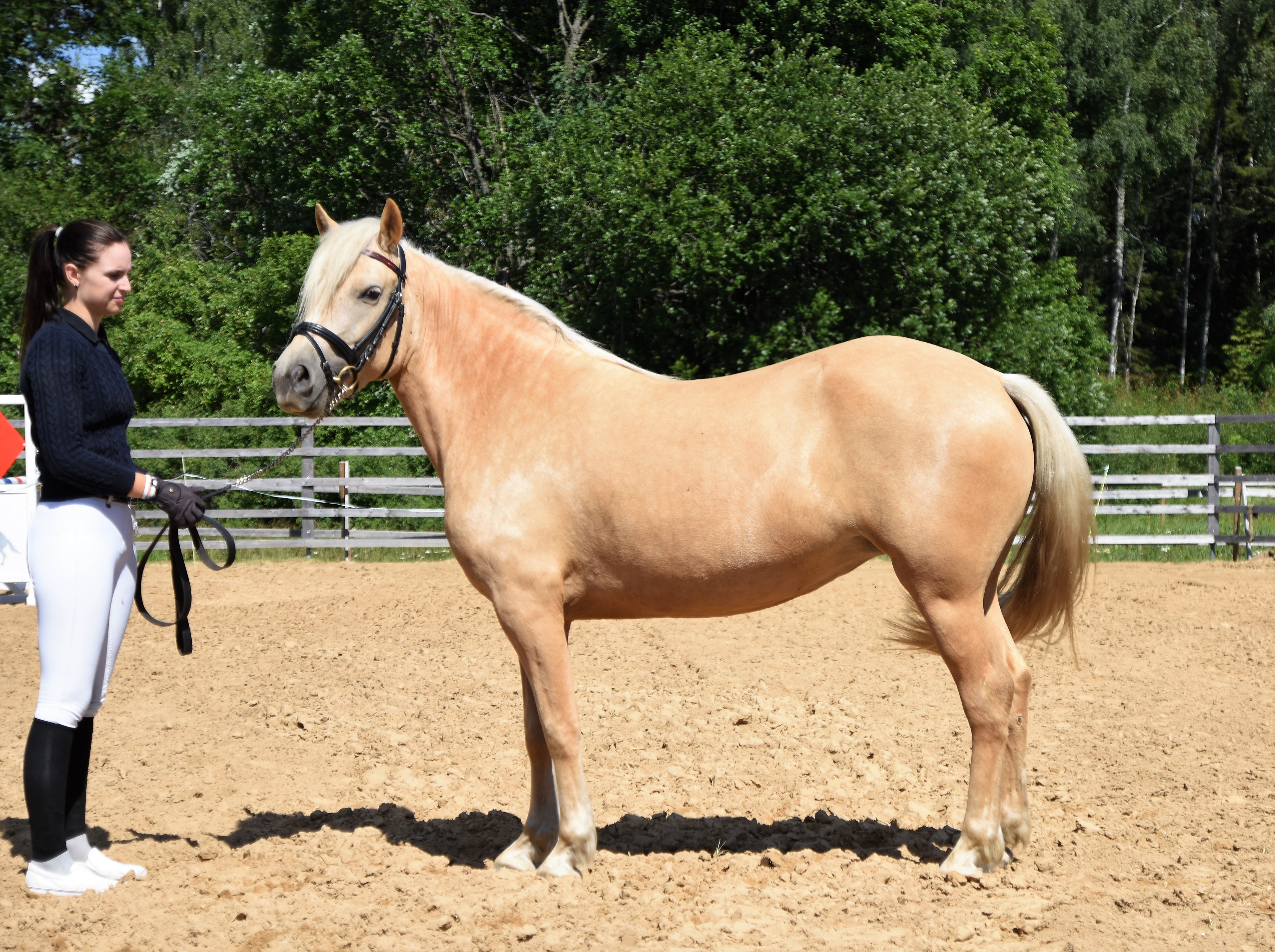 Eesti hobune – Tihvani – müüdud