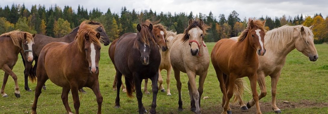 Hoia meiega kontakti