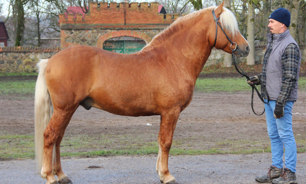 Eesti tõugu täkk – Voore Tintin 869E