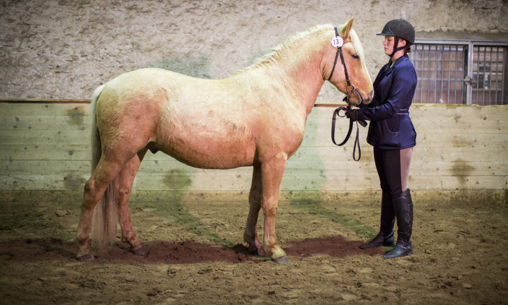 Eesti tõugu ruun – Trühvel – müüdud