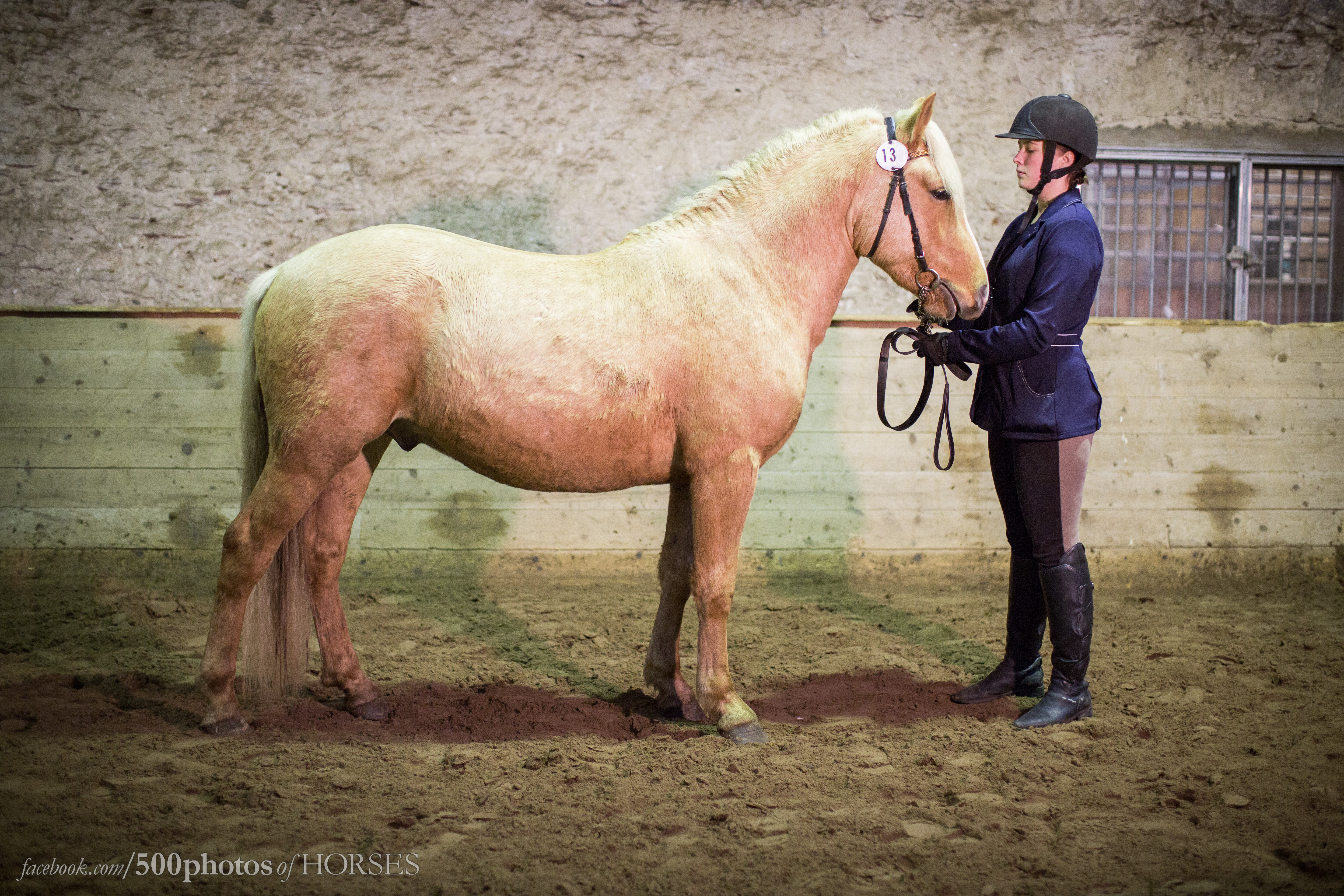 Eesti tõugu ruun – Trühvel – müüdud