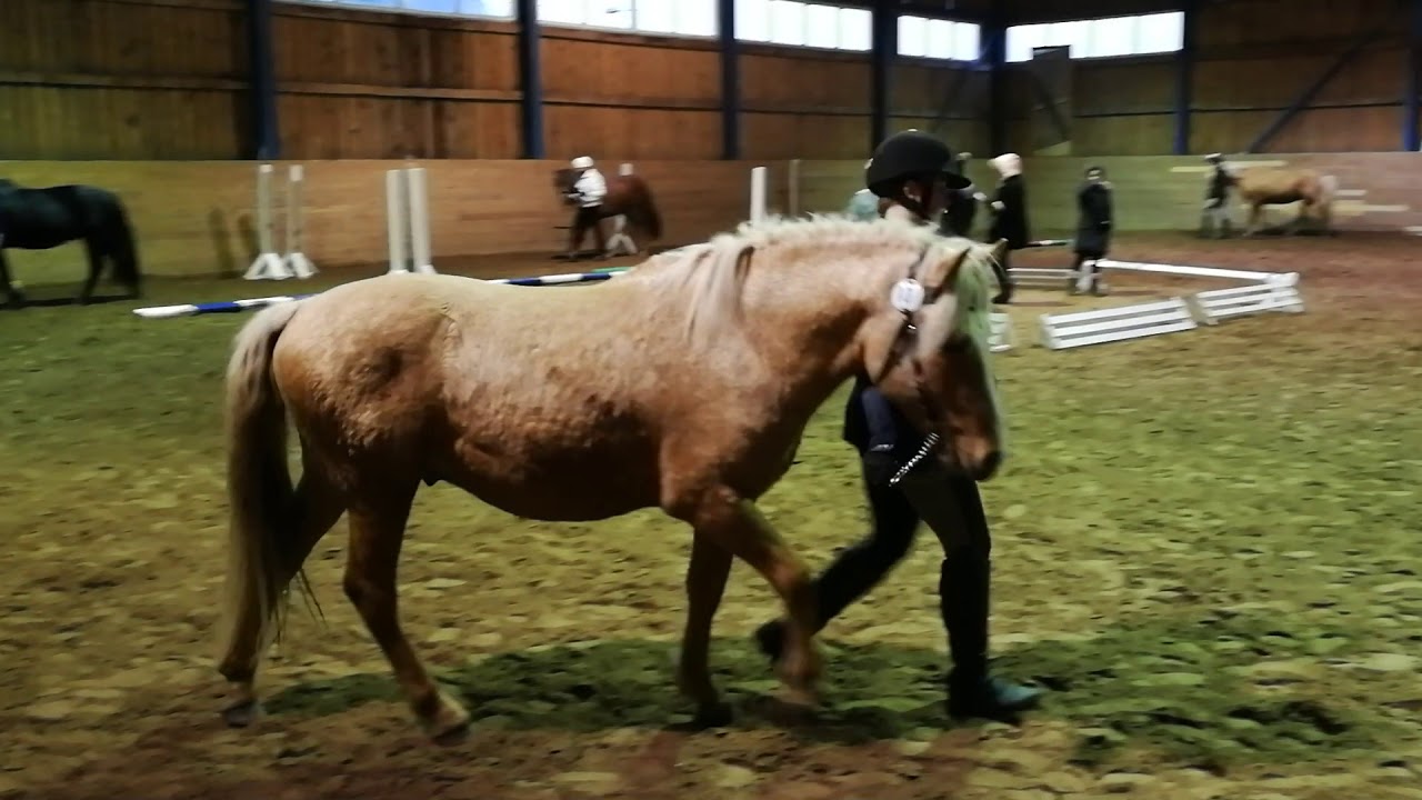 Eesti Hobuste Aastanäitus 2017 – Lõpuring (video)