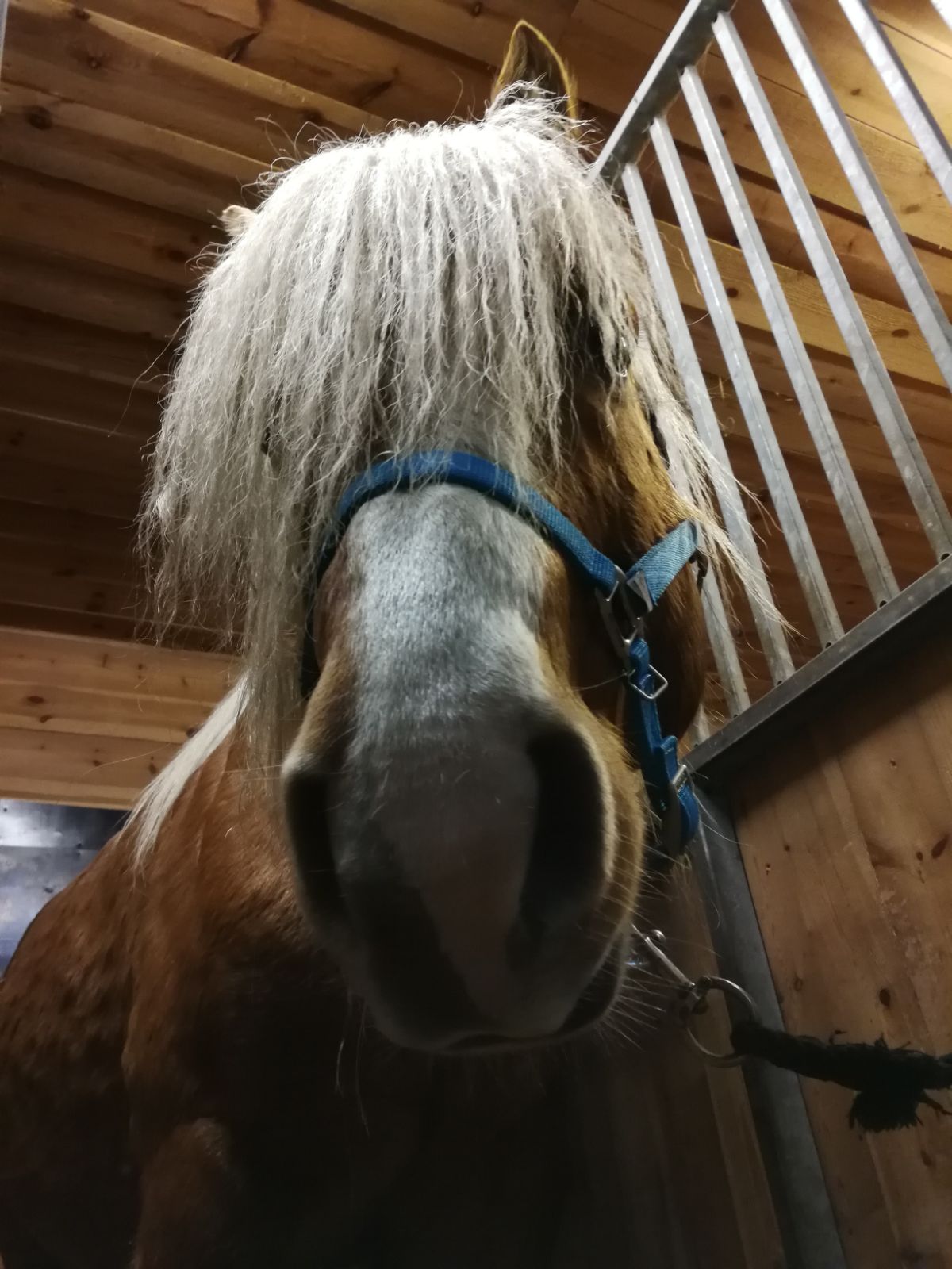 Tintin saanisõiduks valmis