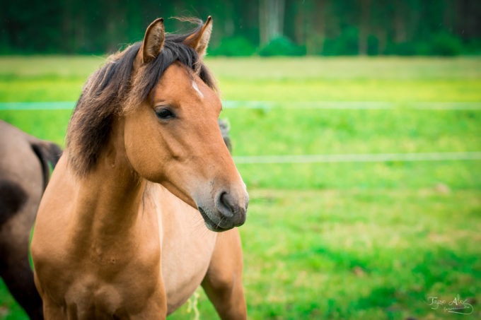 Eesti hobune Emmeliine (2019)