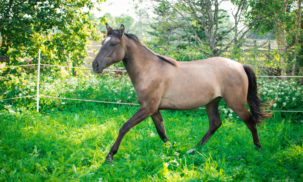 Eesti hobune – Elenor – müüdud