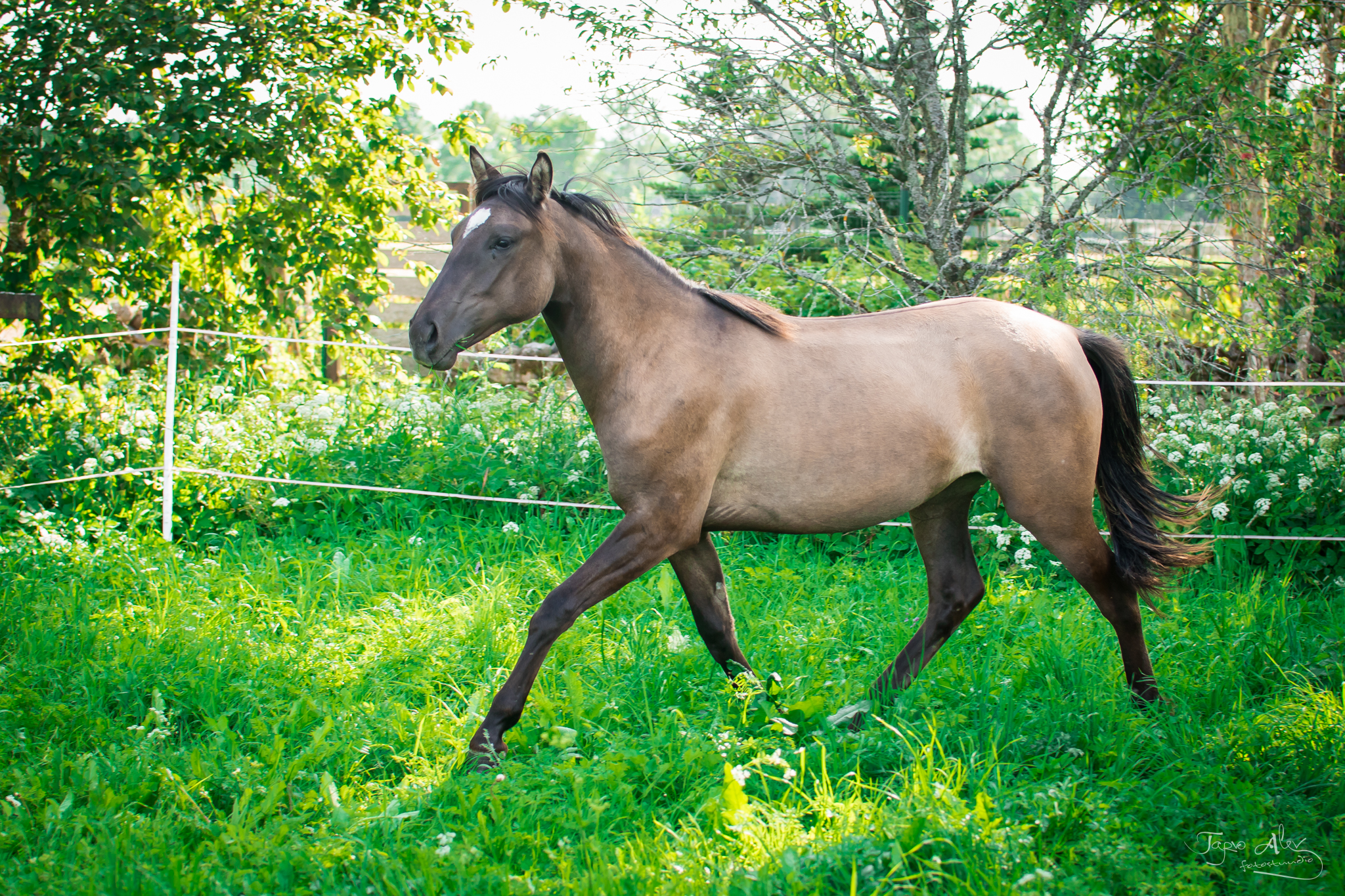 Eesti hobune – Elenor – müüdud
