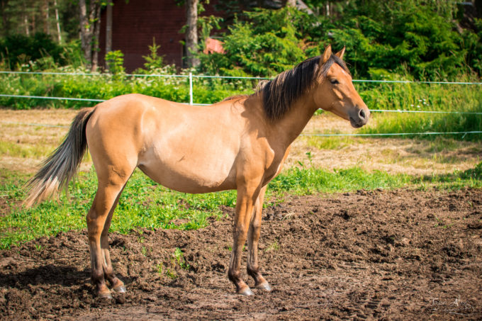 Eesti hobune Emmeliine (2019)