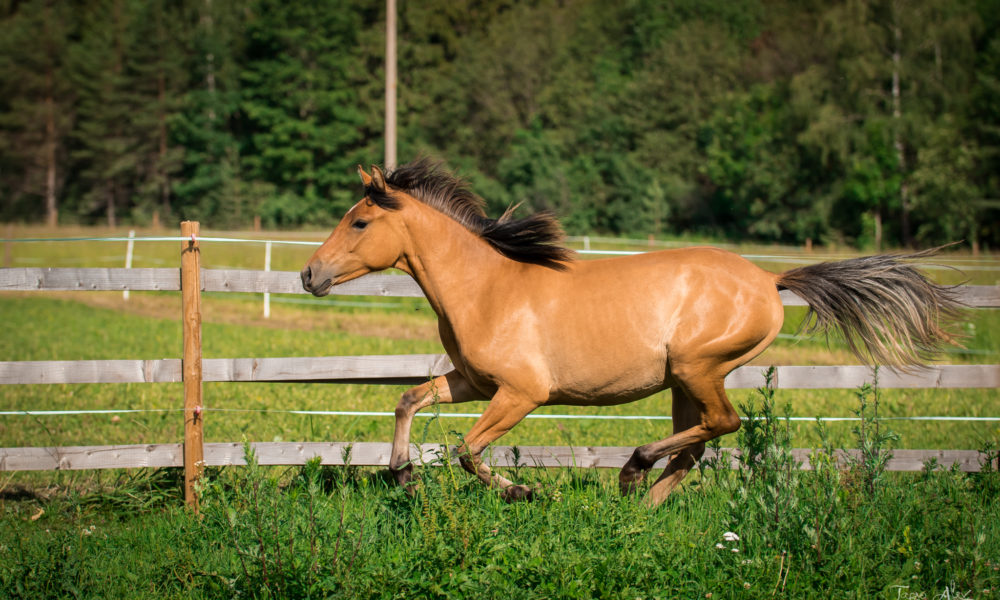 Eesti hobune – Emmeliine – müüdud