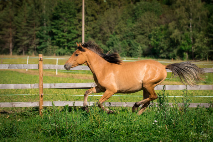 Eesti hobune Emmeliine (2019)