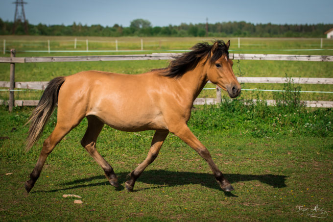 Eesti hobune Emmeliine (2019)