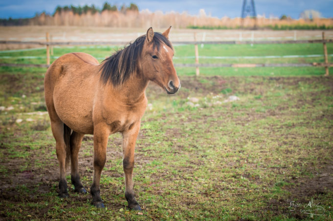 Eesti hobune Emmeliine (2019)