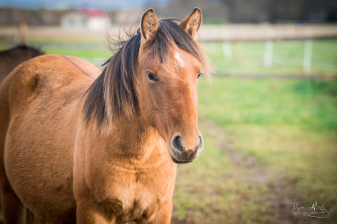 Eesti tõugu hobune Emmeliine (2019)