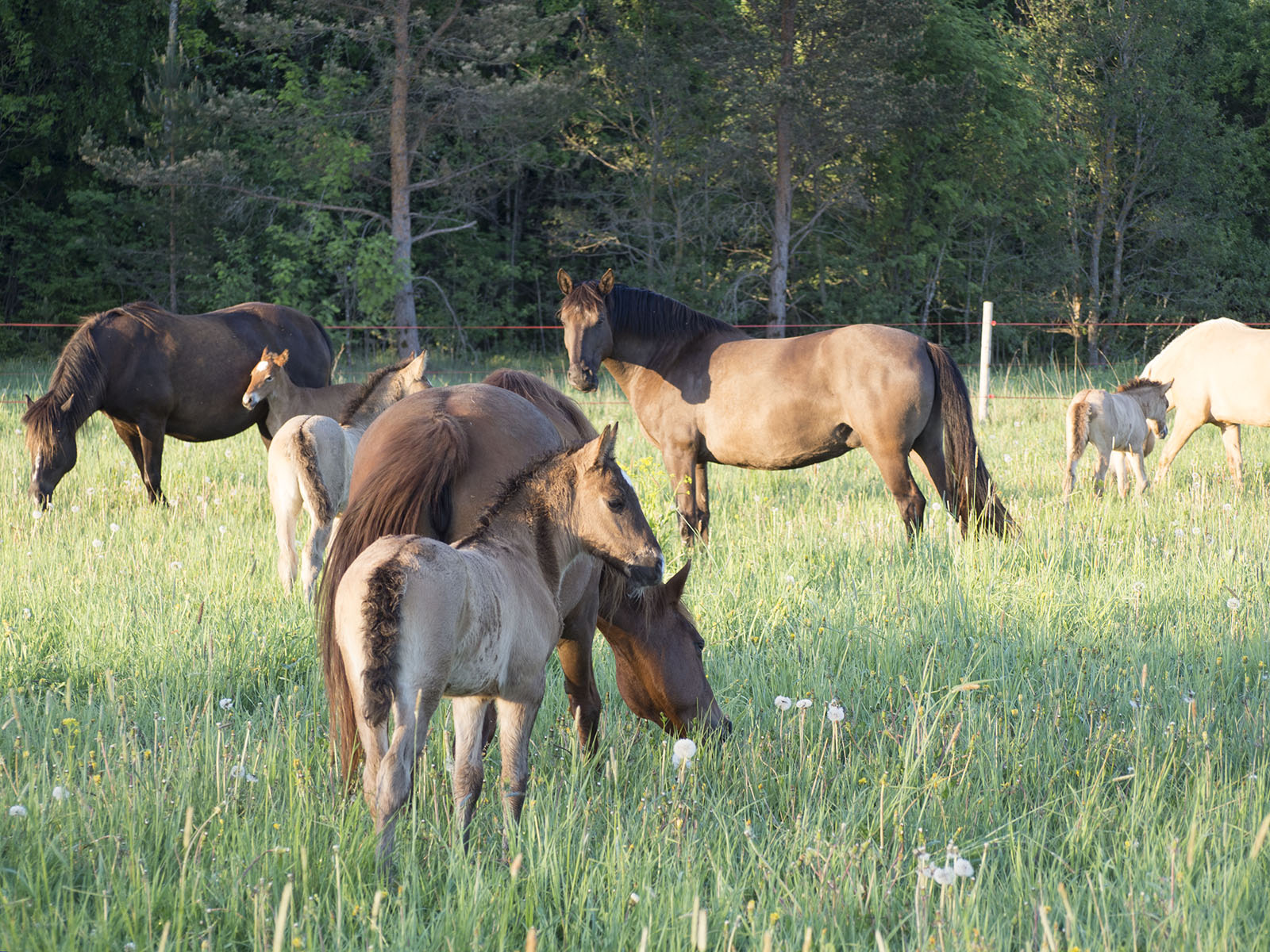 EHKAS noorhobuste ülevaatus Key hobumajanduses