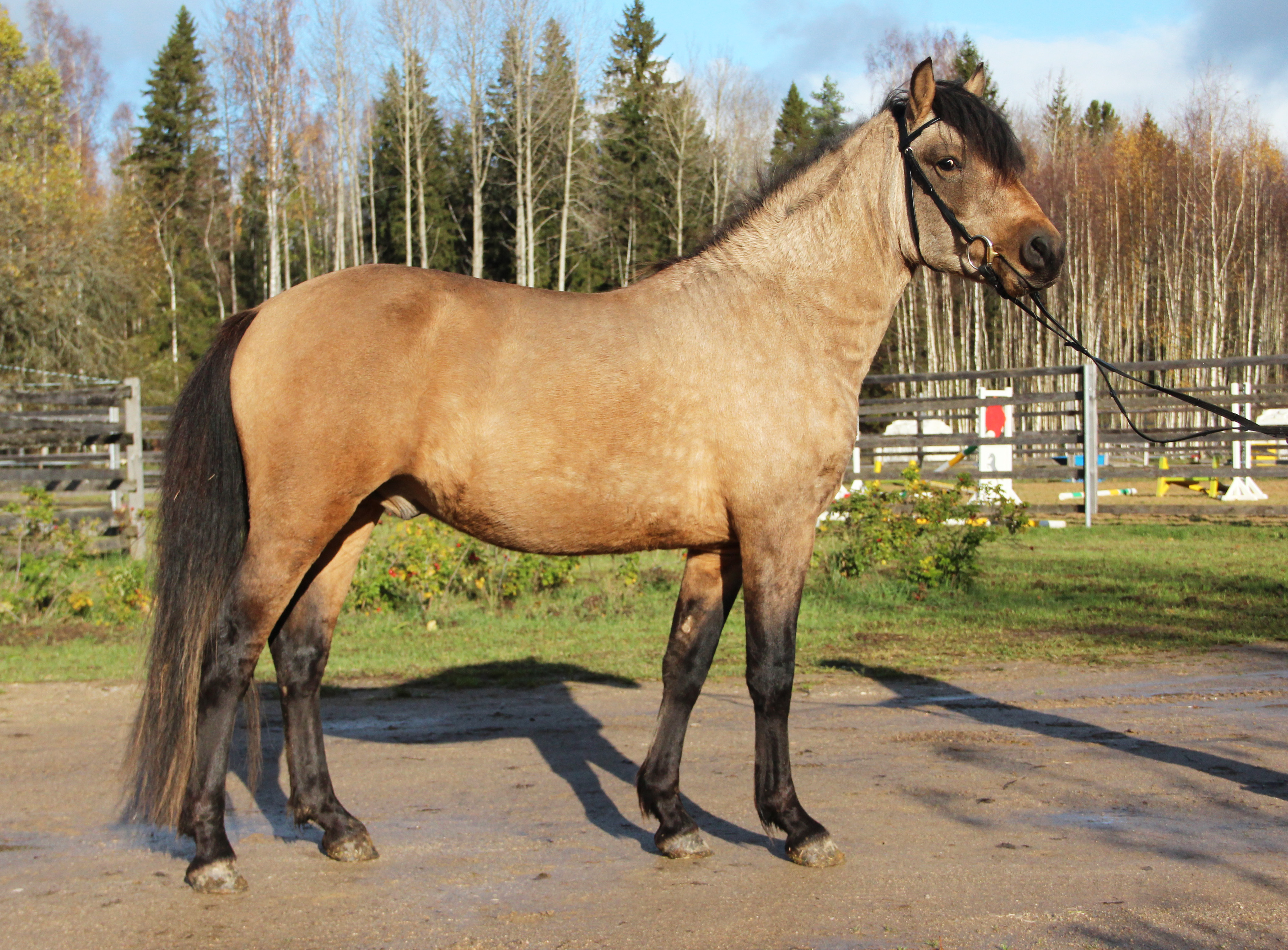 Eesti tõugu täkk – Arts 910E – in Memorial