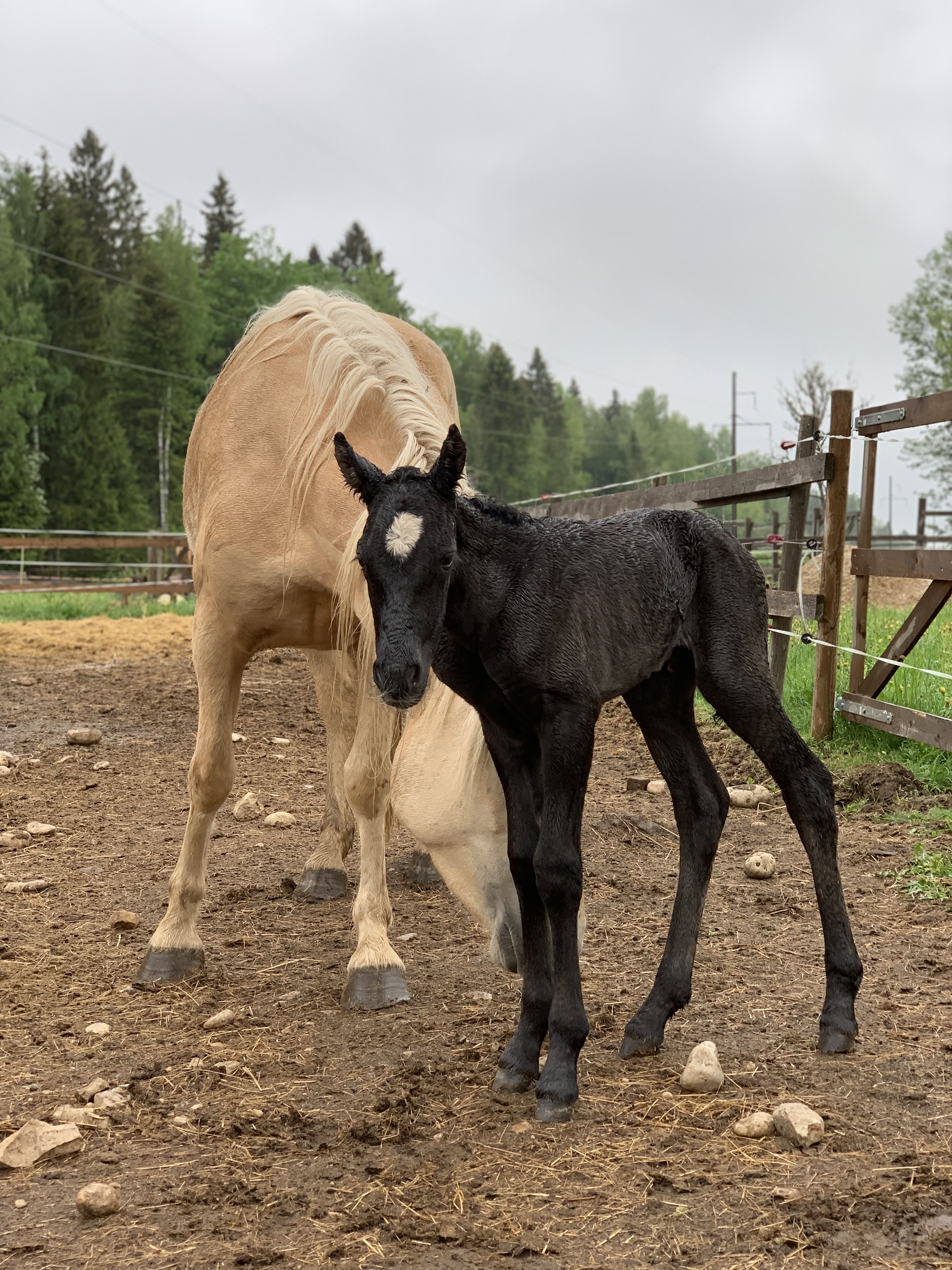 Kevadekuulutajad – Tihvani märavarss Aroonia