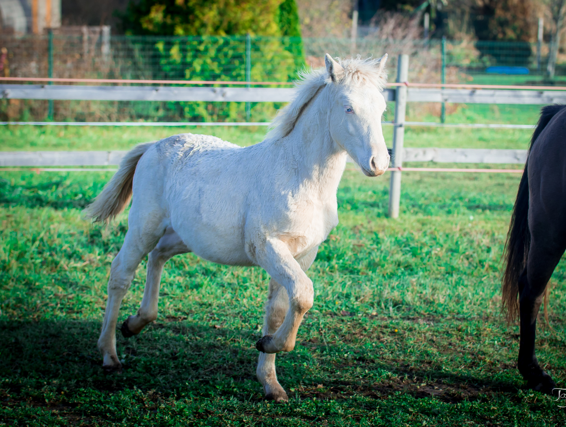 Eesti tõugu täkk – Almond