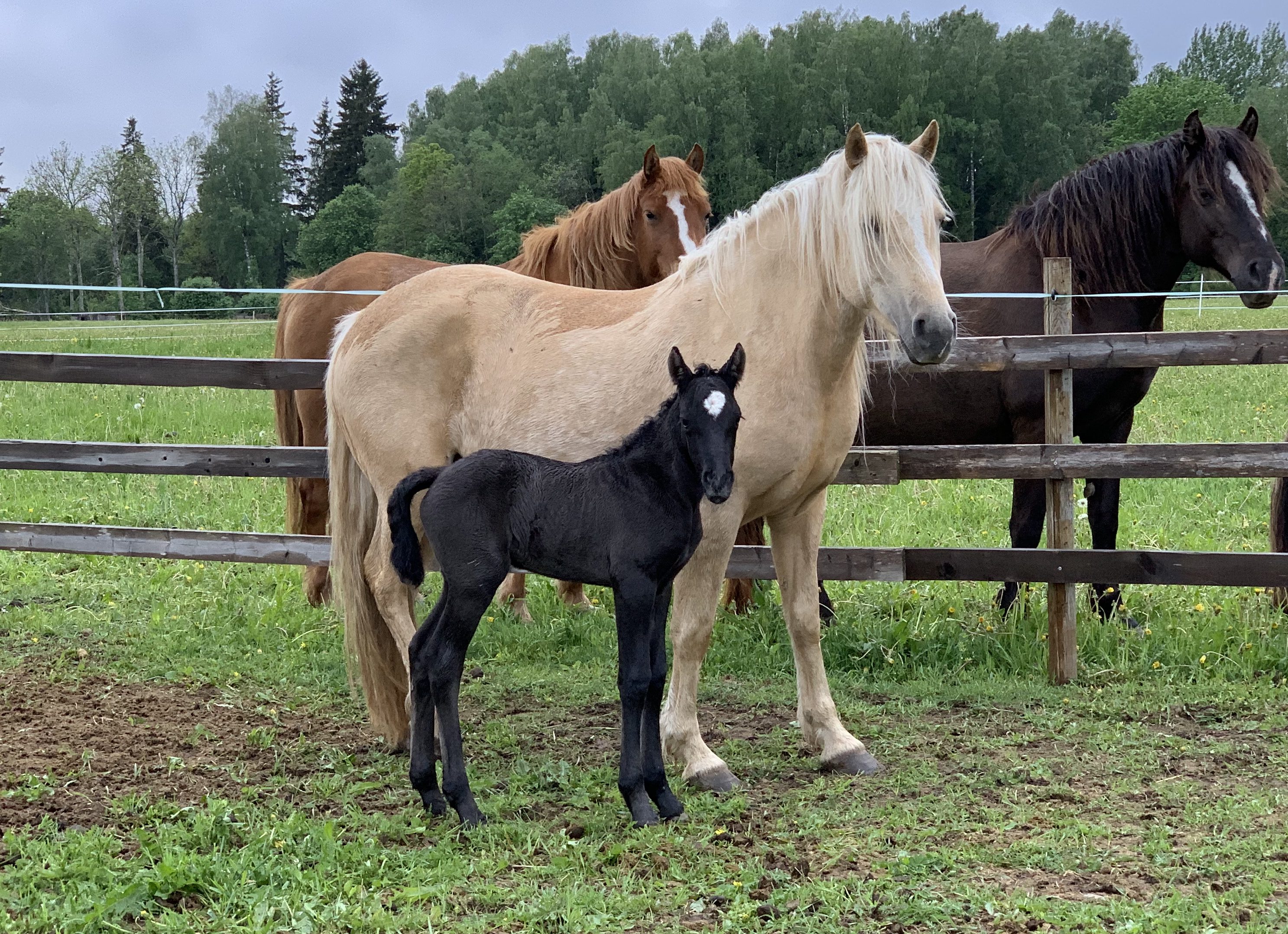 Eesti hobune – Aroonia – müüdud