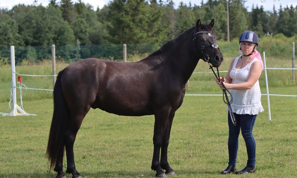 Eesti tõugu ruun – Akim – müüdud