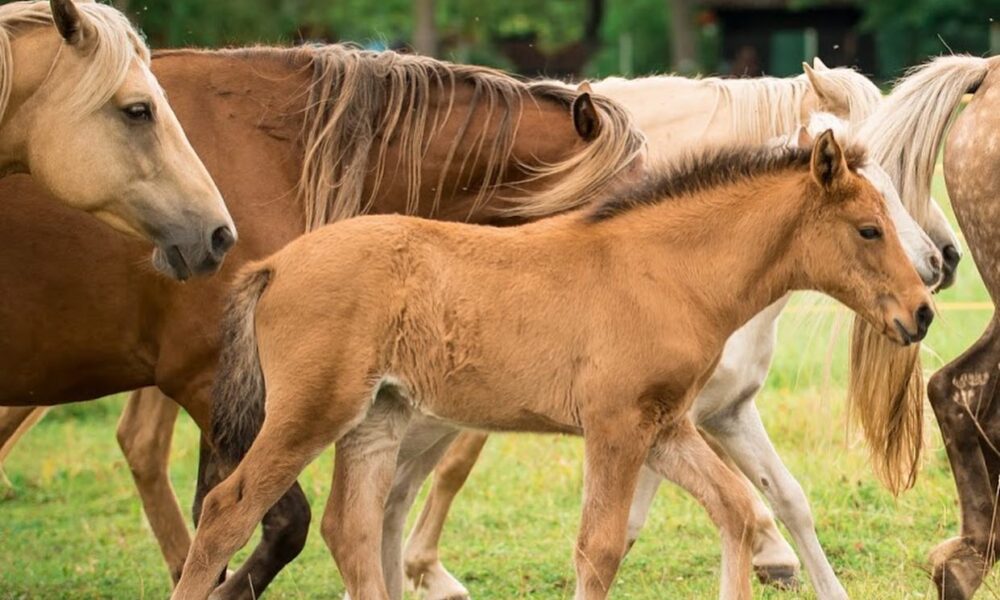 Eesti hobune – Almyrida – müüdud