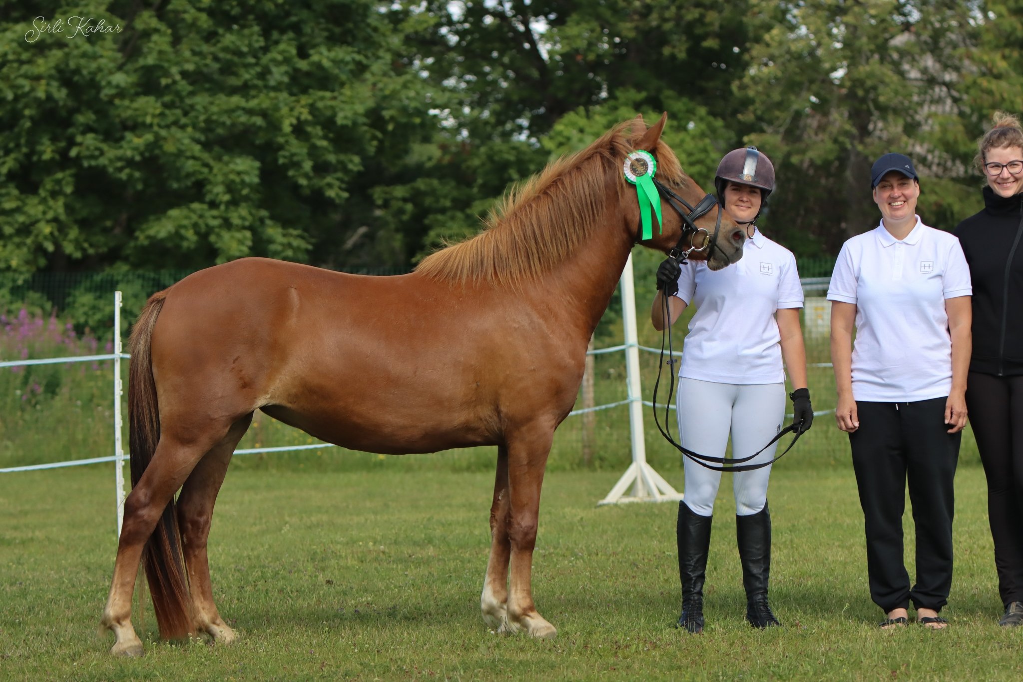Eesti hobune – Aprika – müüdud