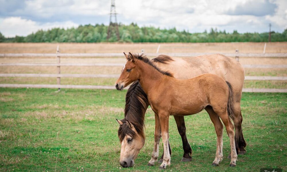 Eesti hobune – Astilbe