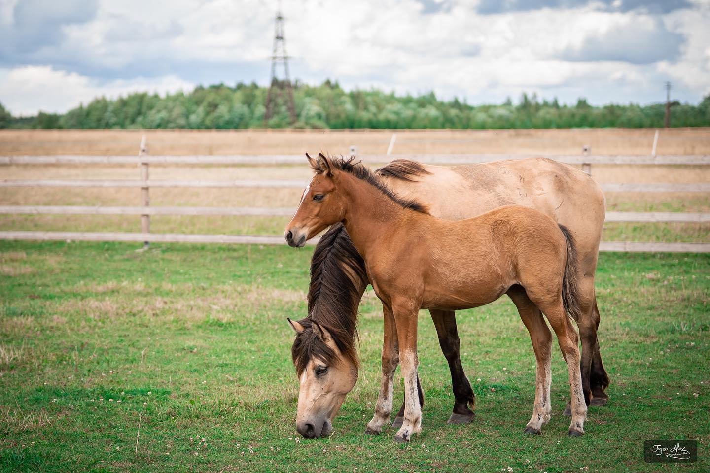 Eesti hobune – Astilbe