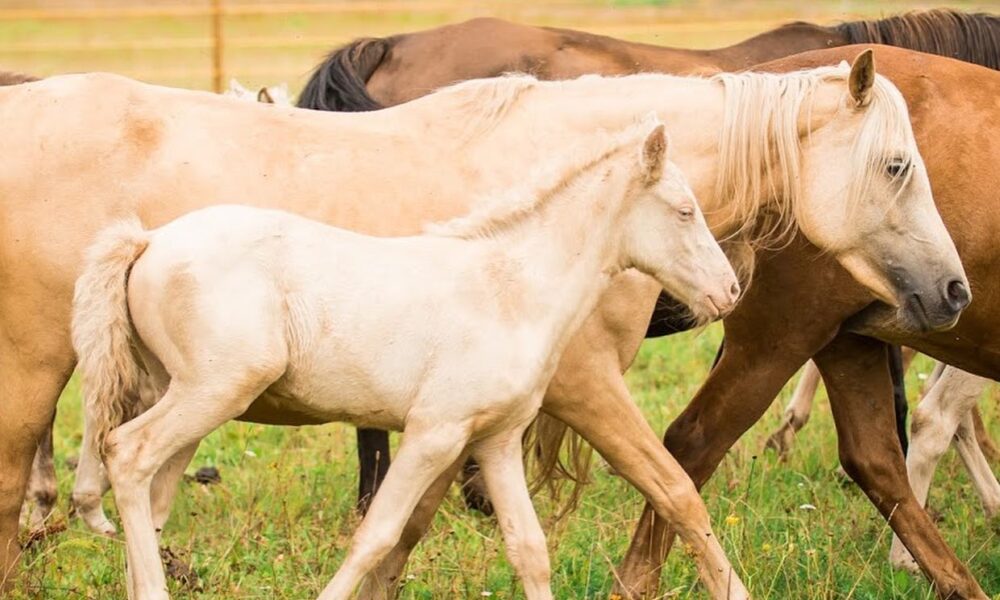 Eesti hobune – Ateena – müüdud