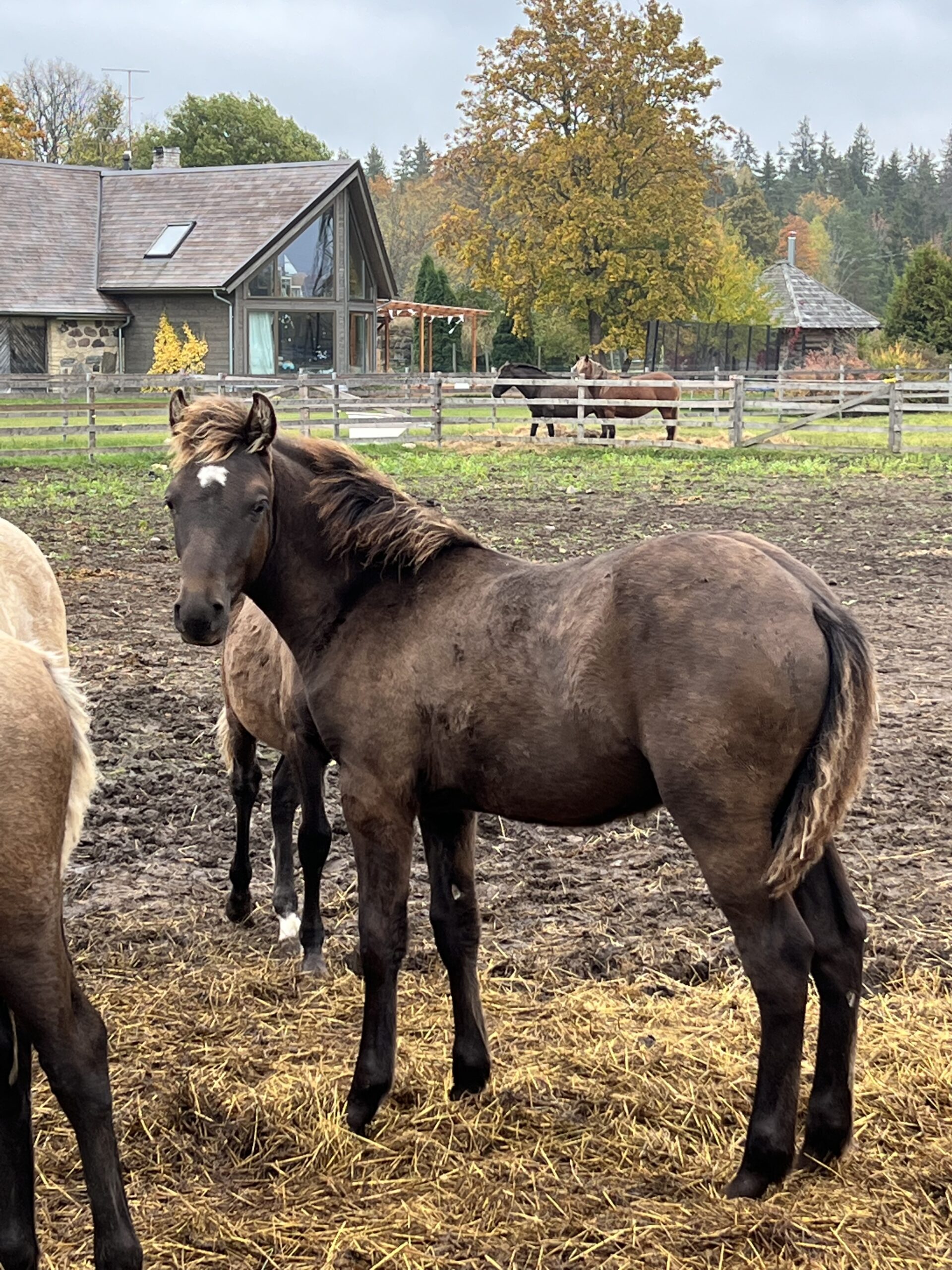 Eesti tõugu täkk – Tiktok – müüa