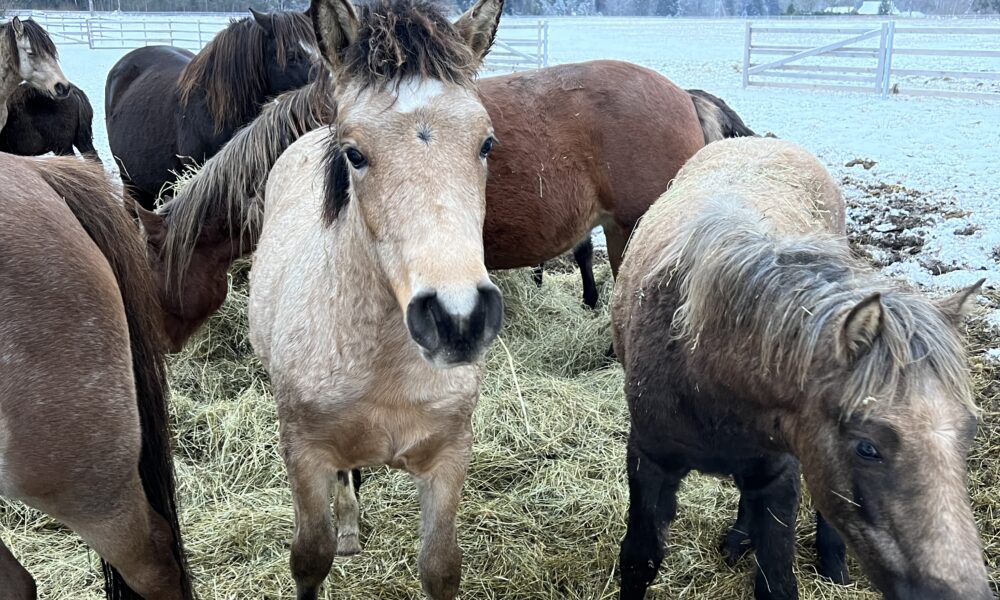 Eesti hobune – Arteia