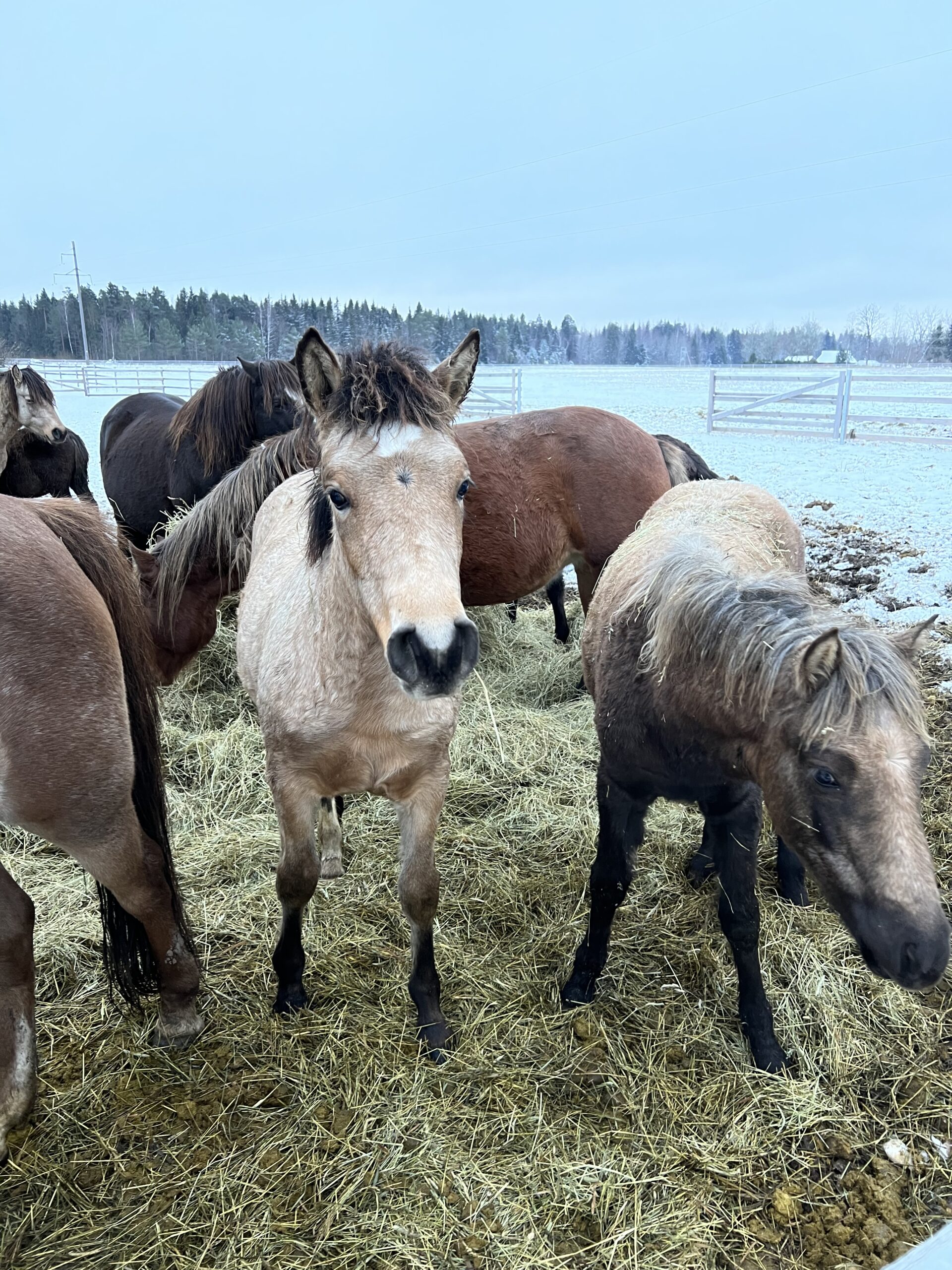 Eesti hobune – Arteia