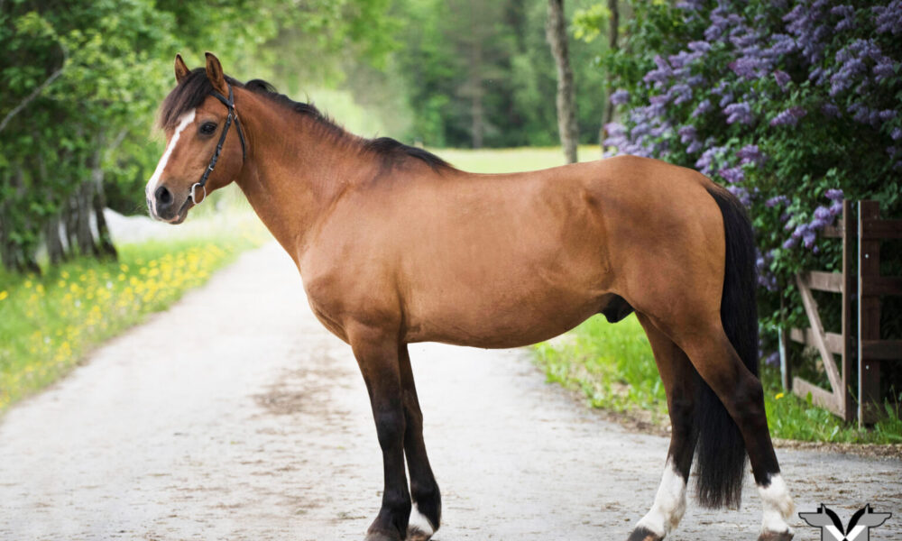 Eesti tõugu täkk – Avar 831E