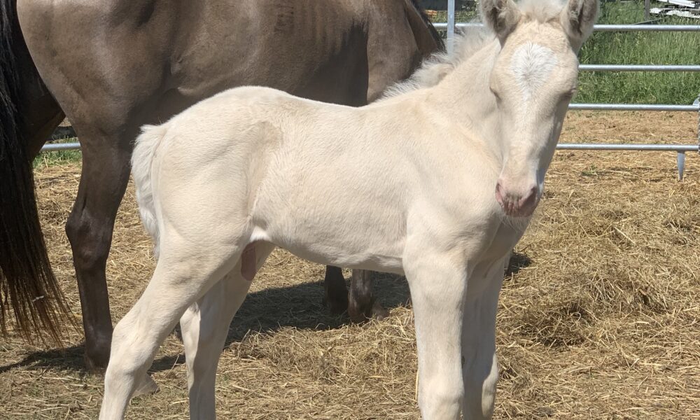 Eesti tõugu ruun – Almondo – müüdud