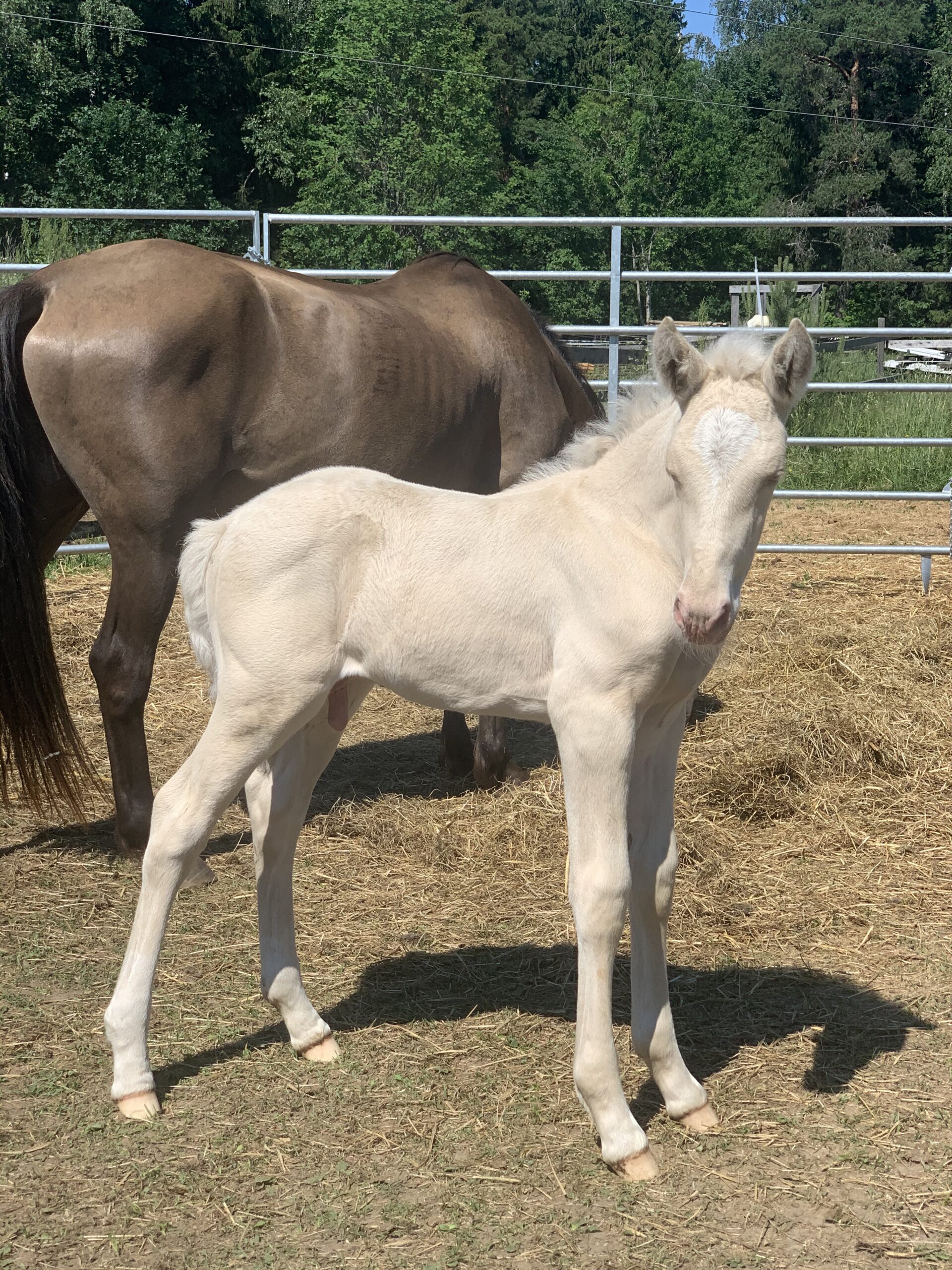 Eesti tõugu ruun – Almondo – müüdud